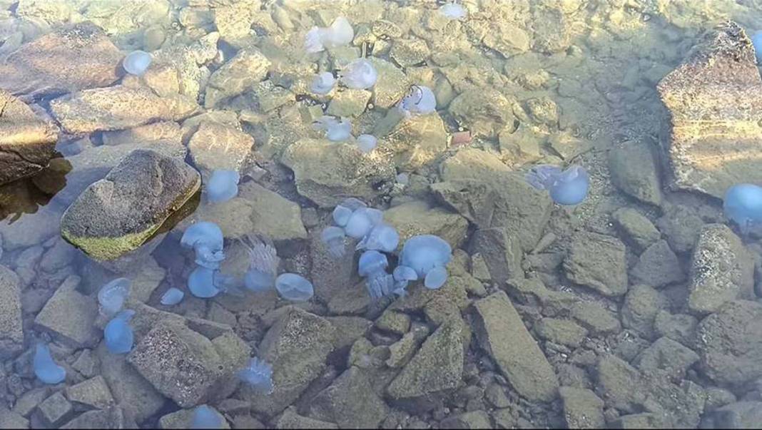 Yüzlercesi sahile vurdu, dokunan anında zehirleniyor! Mavi renklilere sakın yaklaşmayın, ölüm tehlikesi var 31